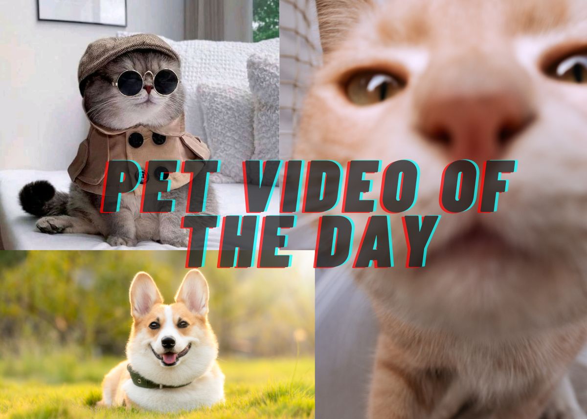 Pet Video of the Day